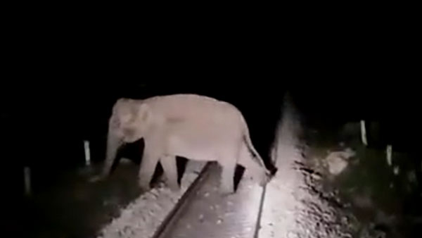 ఏనుగులను రక్షించడానికి ట్రైన్ ఆపేసిన లోకో పైలెట్ 