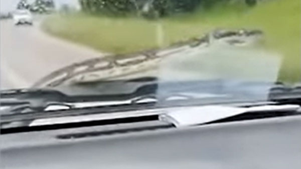 కార్ డ్రైవ్ చేస్తుండగా, హఠాత్తుగా వచ్చిన పాము [వీడియో]