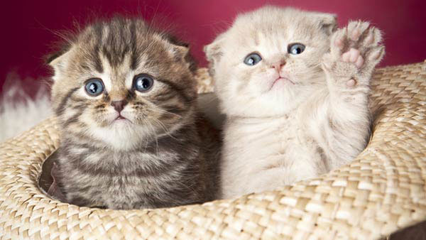 విమానాన్ని ఎమర్జెన్సీ ల్యాండింగ్ చేయించిన పిల్లి.. ఆశ్చర్యంగా ఉందా, ఇది నిజమే