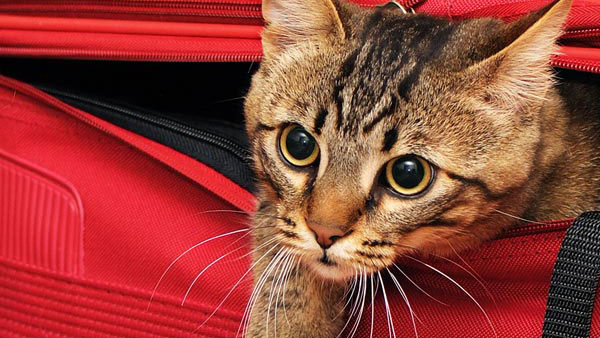 విమానాన్ని ఎమర్జెన్సీ ల్యాండింగ్ చేయించిన పిల్లి.. ఆశ్చర్యంగా ఉందా, ఇది నిజమే