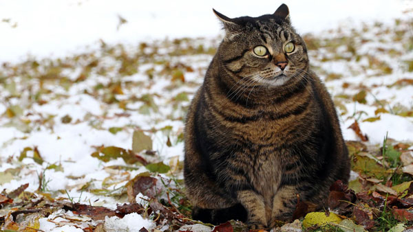 విమానాన్ని ఎమర్జెన్సీ ల్యాండింగ్ చేయించిన పిల్లి.. ఆశ్చర్యంగా ఉందా, ఇది నిజమే