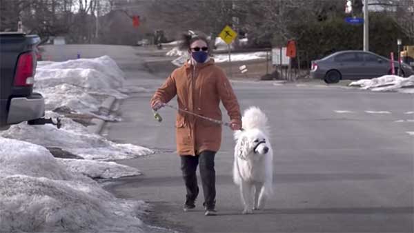 యజమానిని రక్షించడానికి రోడ్డుపై వాహనాన్ని ఆపిన కుక్క.. ఇదేంటనుకుంటున్నారా వీడియో చూడండి