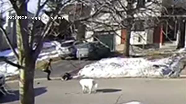 యజమానిని రక్షించడానికి రోడ్డుపై వాహనాన్ని ఆపిన కుక్క.. ఇదేంటనుకుంటున్నారా వీడియో చూడండి