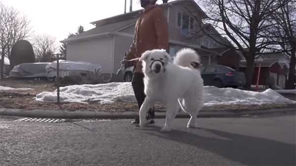 యజమానిని రక్షించడానికి రోడ్డుపై వాహనాన్ని ఆపిన కుక్క.. ఇదేంటనుకుంటున్నారా వీడియో చూడండి