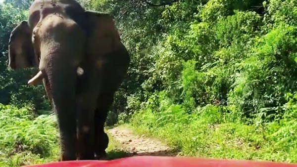 అడవి ఏనుగు భారినుంచి తృటిలో తప్పించుకున్న ప్రముఖ సింగర్ [వీడియో]