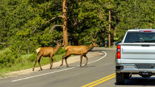 జింకలకు ఆహారం అందించి ఇబ్బందుల్లో పడ్డ జర్నలిస్ట్; ఎలా అనుకుంటున్నారా?