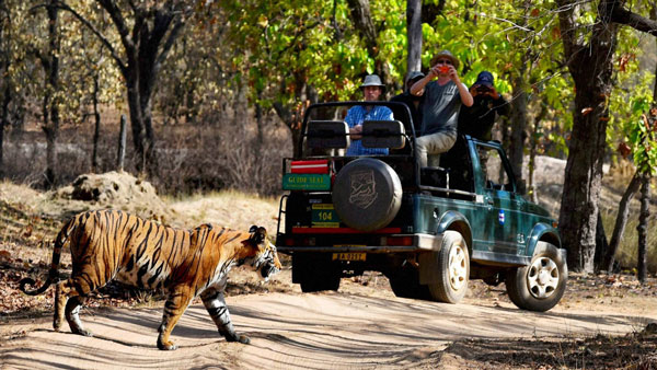 జింకలకు ఆహారం అందించి ఇబ్బందుల్లో పడ్డ జర్నలిస్ట్; ఎలా అనుకుంటున్నారా?