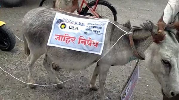 ముందుకెళ్లనని మొరాయించిన ఓలా ఎలక్ట్రిక్ స్కూటర్.. గాడిదకు కట్టి ఊరేగించిన ఓనర్..!