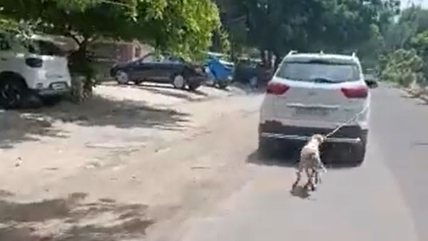 మానవత్వం మరచిపోయిన డాక్టర్.. కుక్కను ఇలా హింసించాడు: ఇదిగో వీడియో