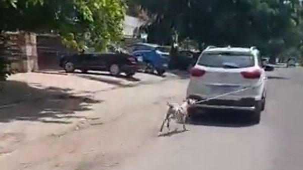 మానవత్వం మరచిపోయిన డాక్టర్.. కుక్కను ఇలా హింసించాడు: ఇదిగో వీడియో