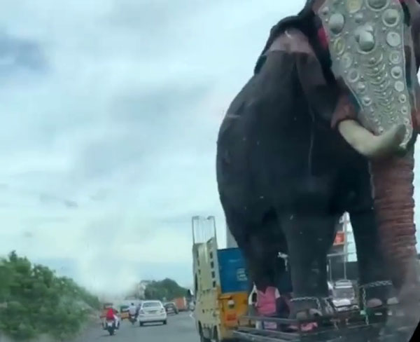 చిన్నారి ఈ చిట్టెలుకెలా భరించెరా లంబోదరా.. నెట్టింట వైరల్ అవుతున్న ఏనుగు సవారీ వీడియో!