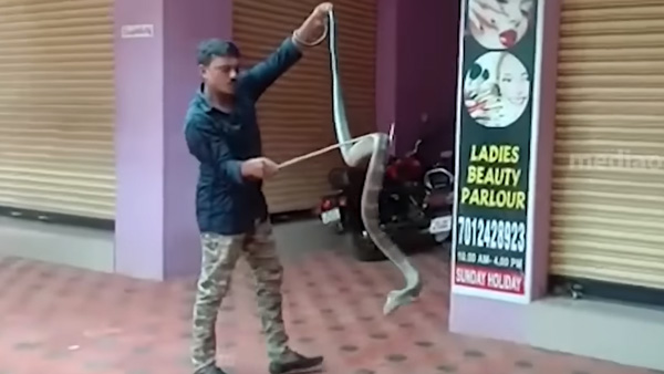 king cobra rescued 