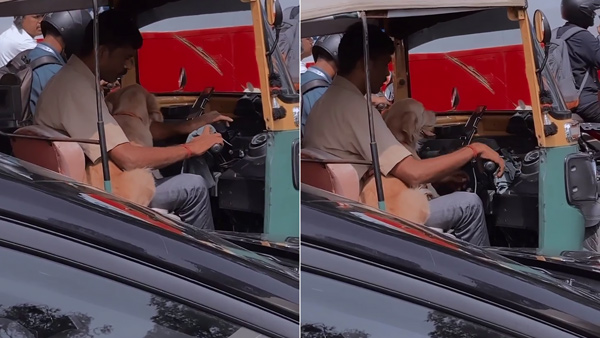 dog stuck in traffic