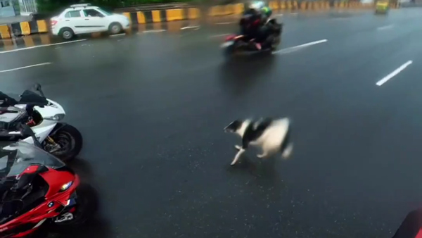 bmw s1000rr rider takes risk to save dog