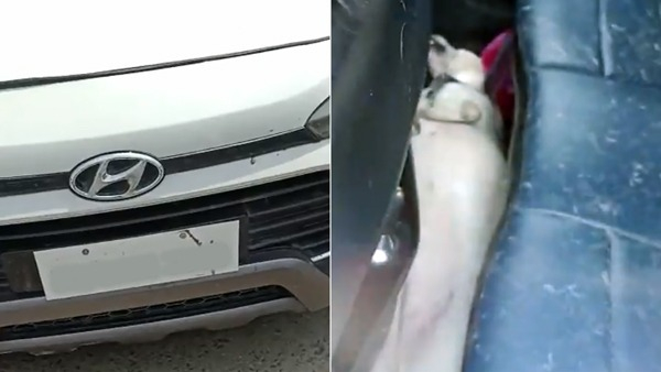 Pet-Dog-Died-In-Car Pet-Dog-Died-In-Car