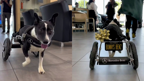 Mercedes-Benz-Gifts-Dog