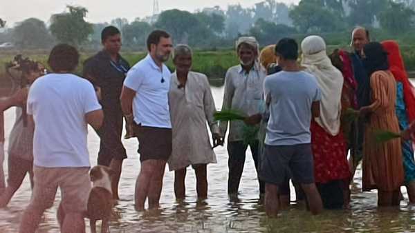 Rahul-Gandhi-Tractor