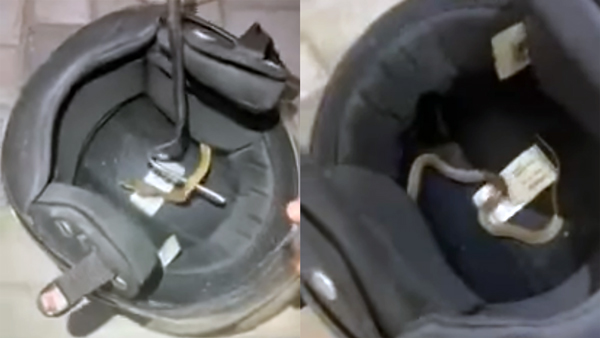 Snake-Hides-Inside-a-Helmet