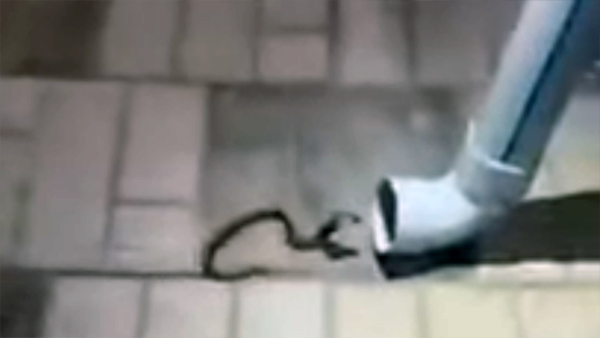 Snake-Hides-Inside-a-Helmet