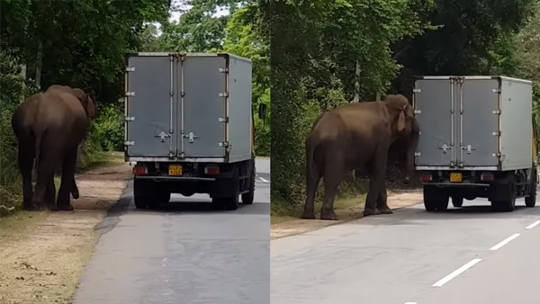 Elephant helps to start a truck 
