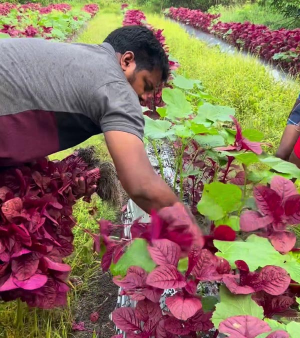 Farmer-Sells-Vegetables-In-Car Farmer-Sells-Vegetables-In-Car