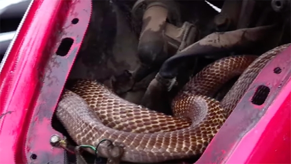 nake rescued from Honda activa scooter in kerala