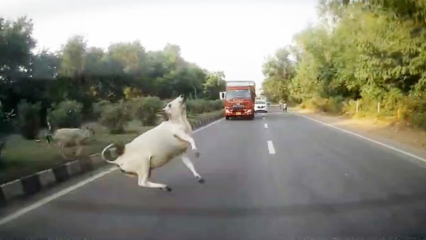 kia seltos crashed by cow kia seltos crashed by cow