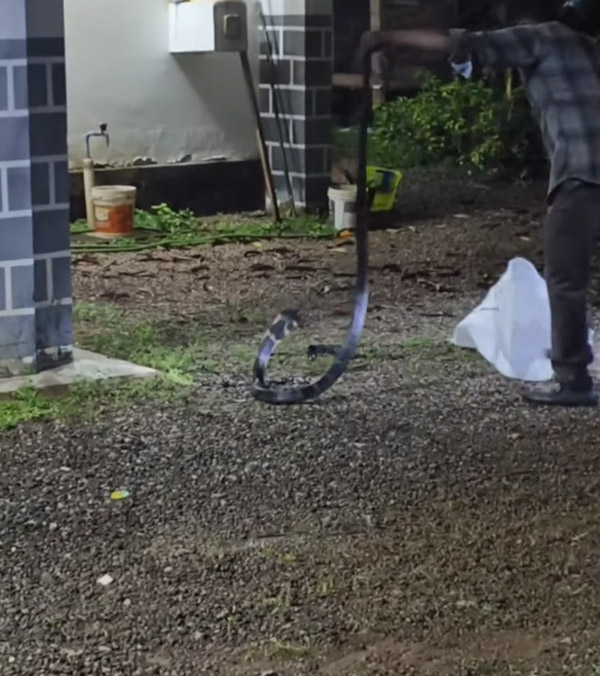 snake found in mahindra XUV500