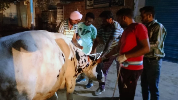 Reflective-Stickers-for-Cows