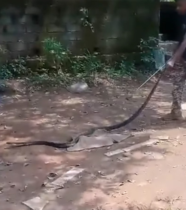 King-Cobra-In-Swift-Car