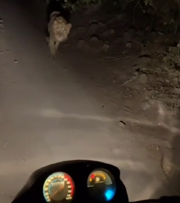 Biker Meets Lion At Night Time