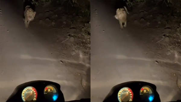 Biker Meets Lion At Night Time
