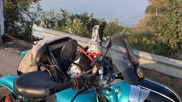 Royal Enfield Classic 500 With Sidecar For Pet Dog