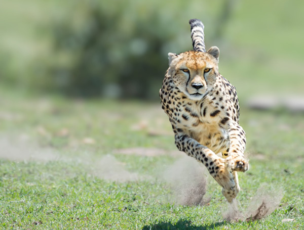 Cheetah-vs-Vande-Bharat-Train-Speed