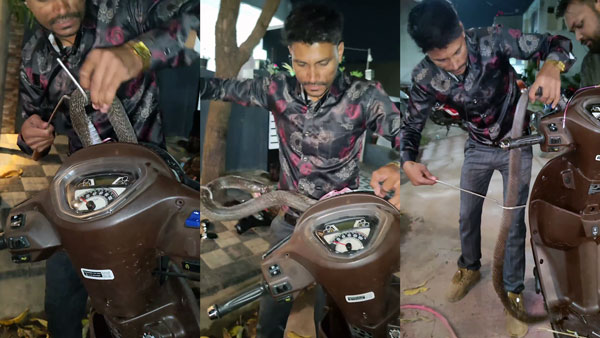 King-Cobra-Rescued-In-Hero-Pleasure