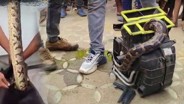 Python Rescued from Hyundai i10