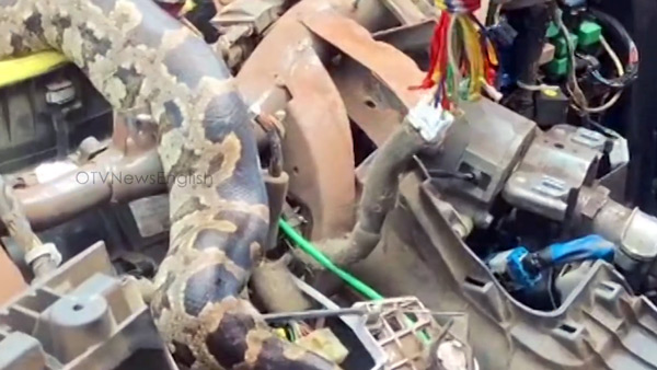 Python Rescued from Hyundai i10